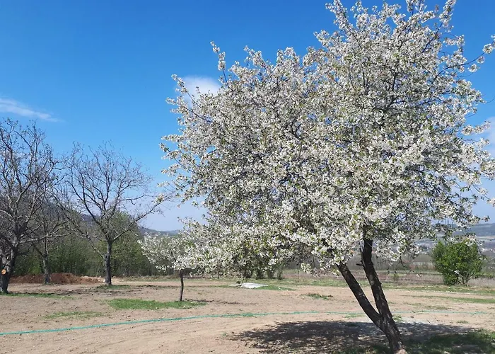 Hostel Branch Arandelovac